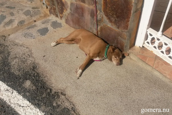 La Gomera sleeping dog near La Vizcaina